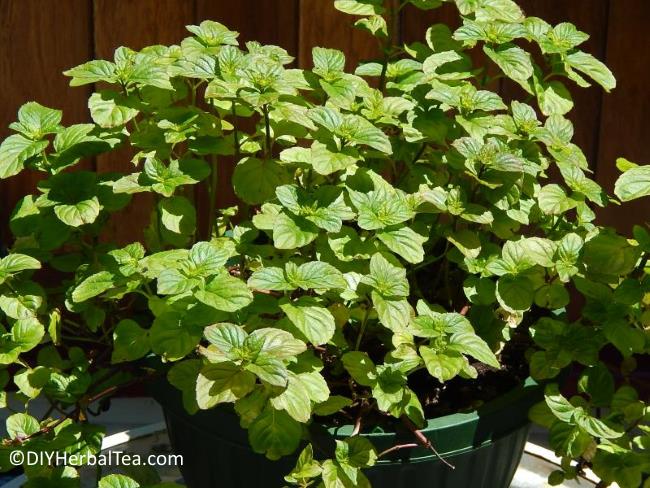 Organic orange mint order plant 1 count Large- Grown in the U.S.A.