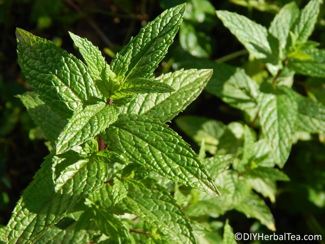 10 Surprisingly Easy To Grow Herbs For Diy Herbal Tea