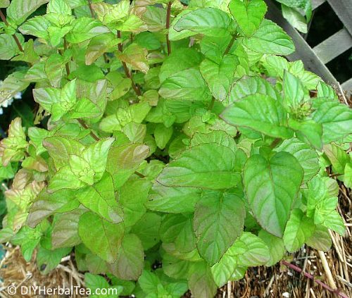 How to Store Mint: Storing, Drying, and Freezing